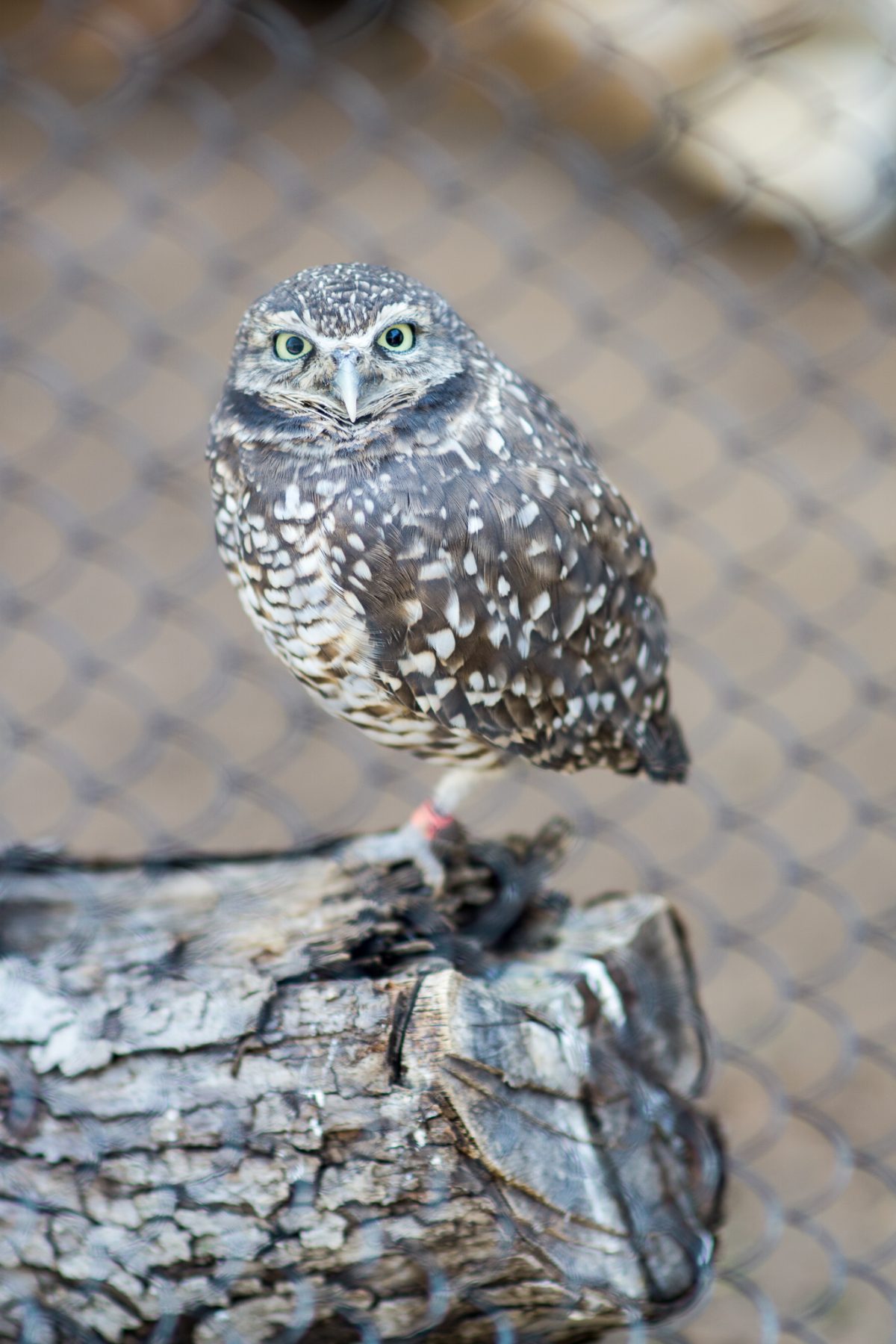 Gopher Owl