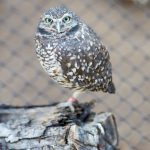 Gopher Owl