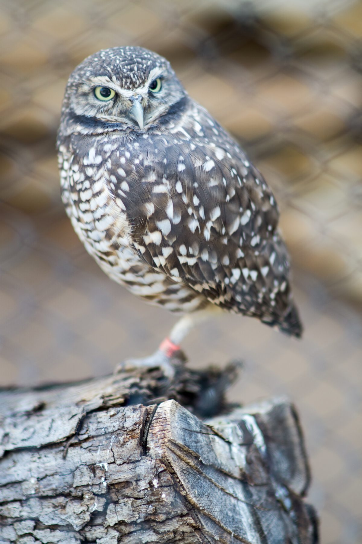 Gopher Owl