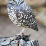 Gopher Owl