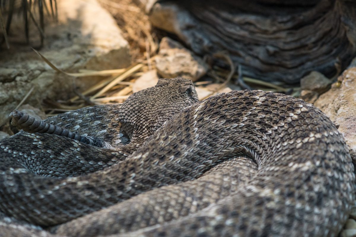 Diamondback Rattlesnake