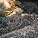 Diamondback Rattlesnake