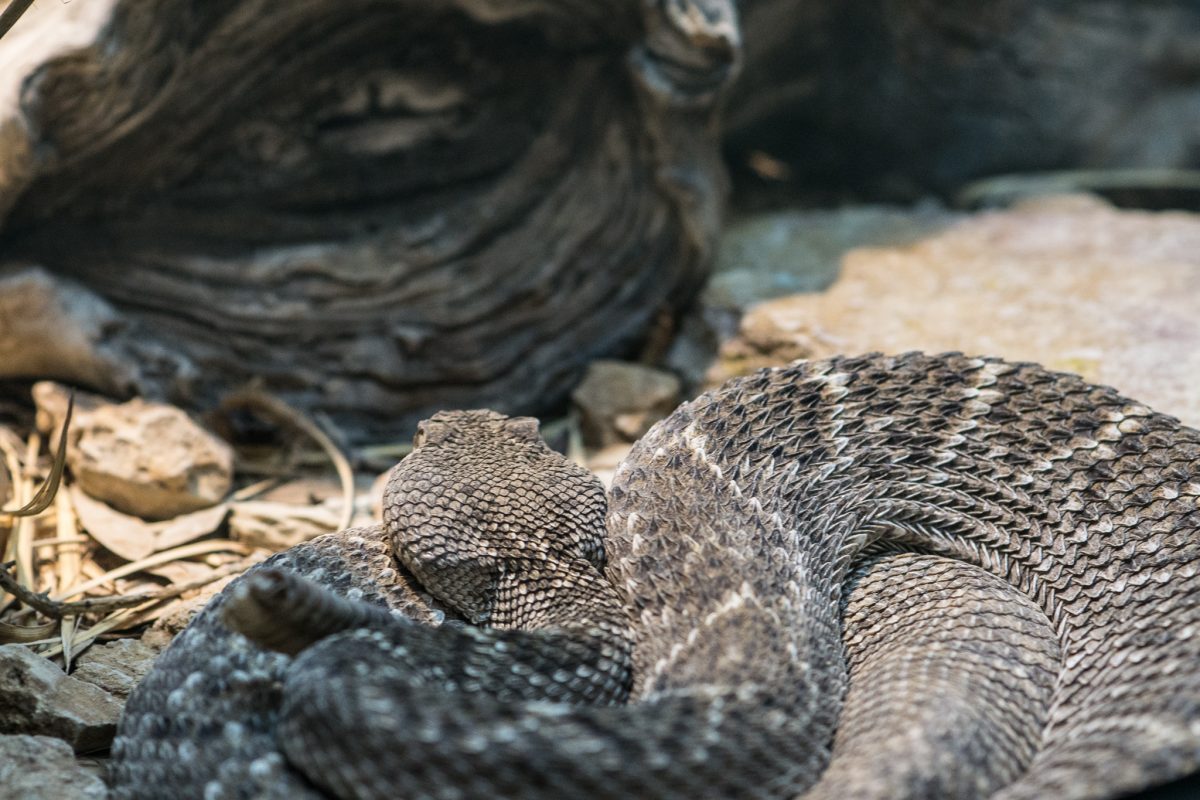 Diamondback Rattlesnake