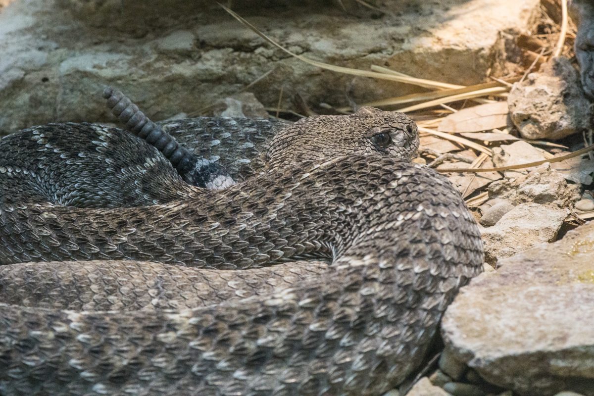 Diamondback Rattlesnake