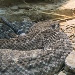 Diamondback Rattlesnake