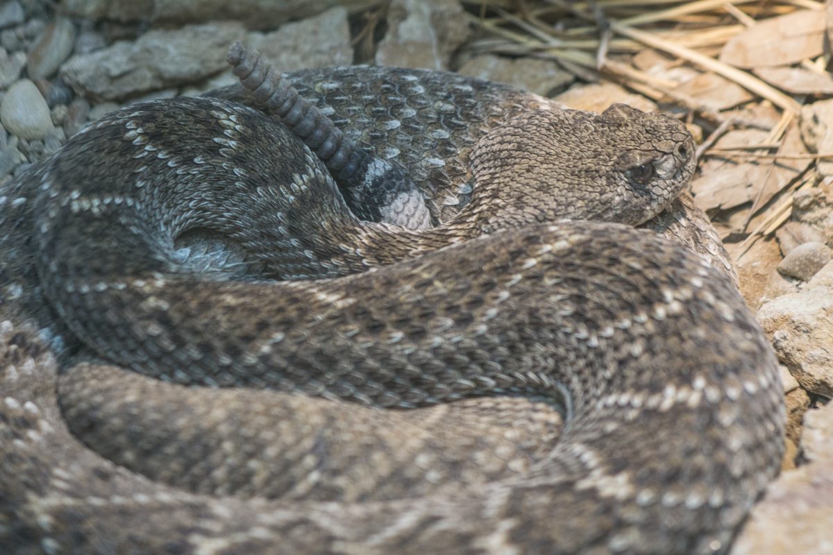 Diamondback Rattlesnake