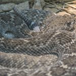 Diamondback Rattlesnake