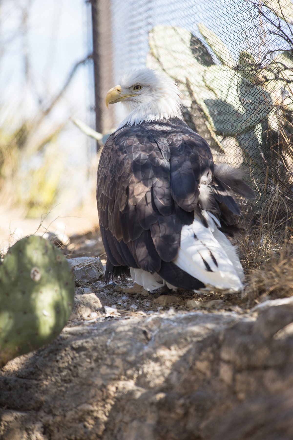 Bald Eagle