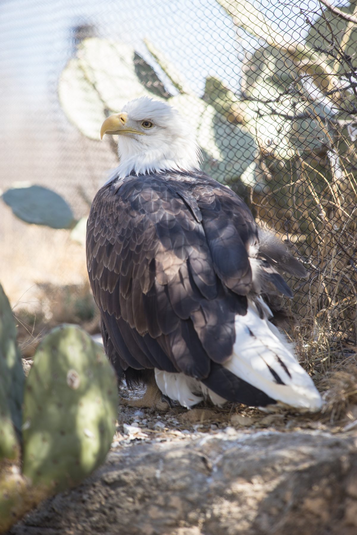 Bald Eagle