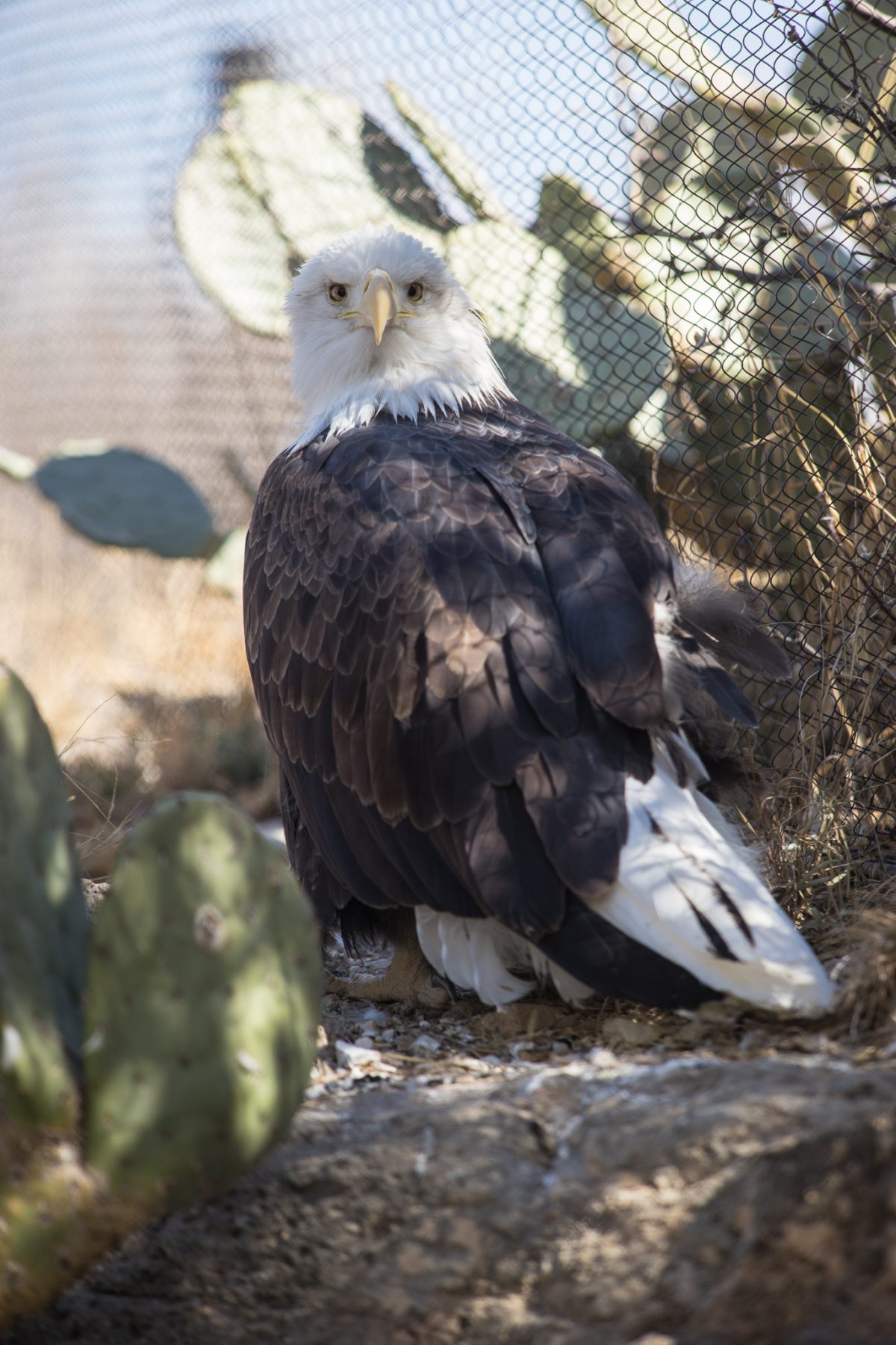 Bald Eagle