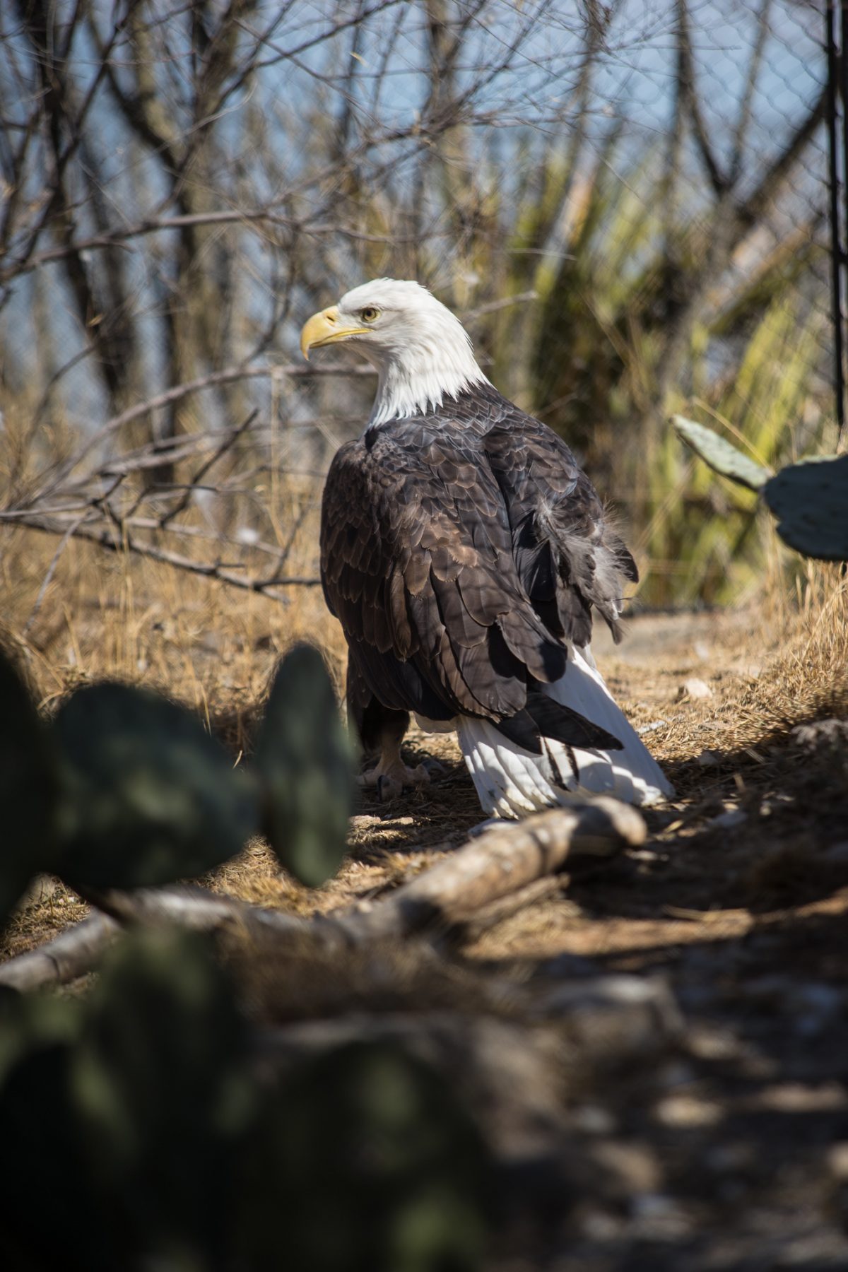 Bald Eagle