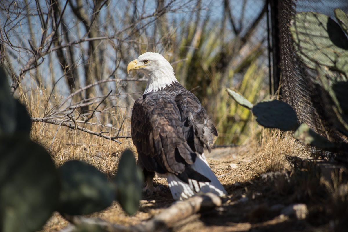 Bald Eagle