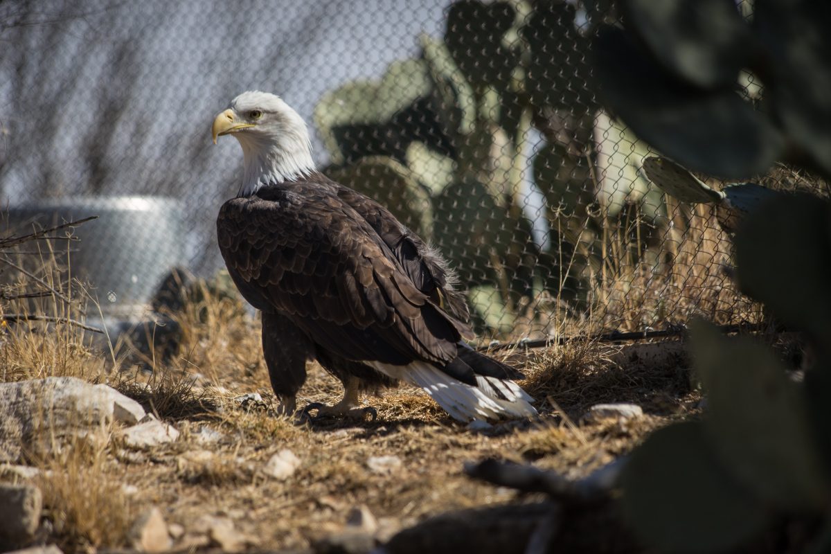 Bald Eagle