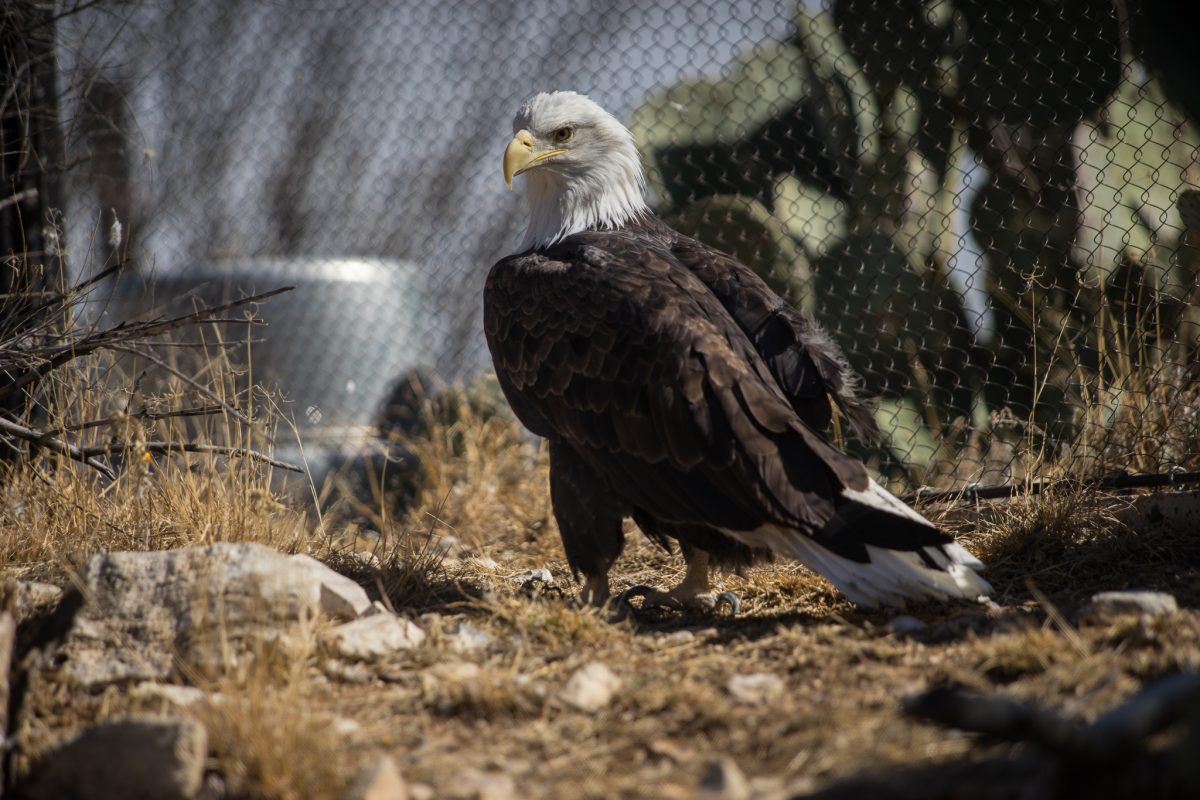 Bald Eagle