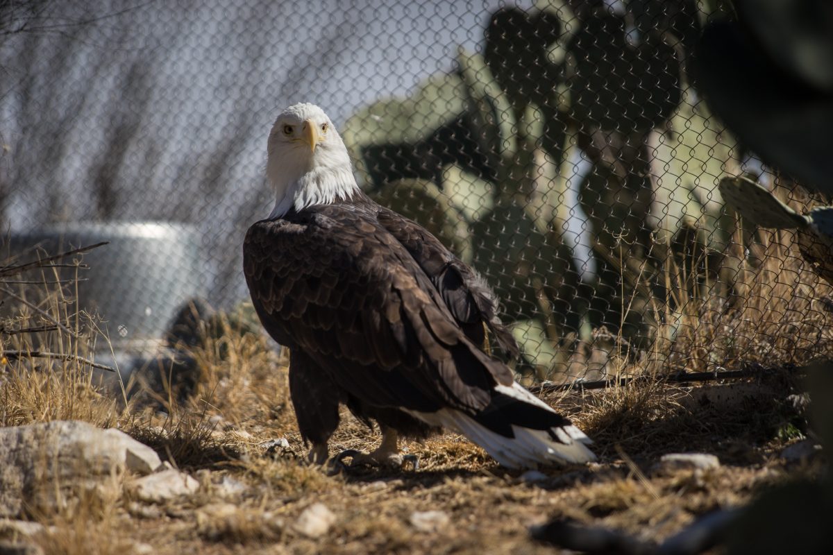 Bald Eagle