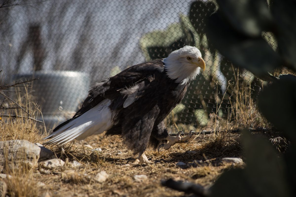 Bald Eagle