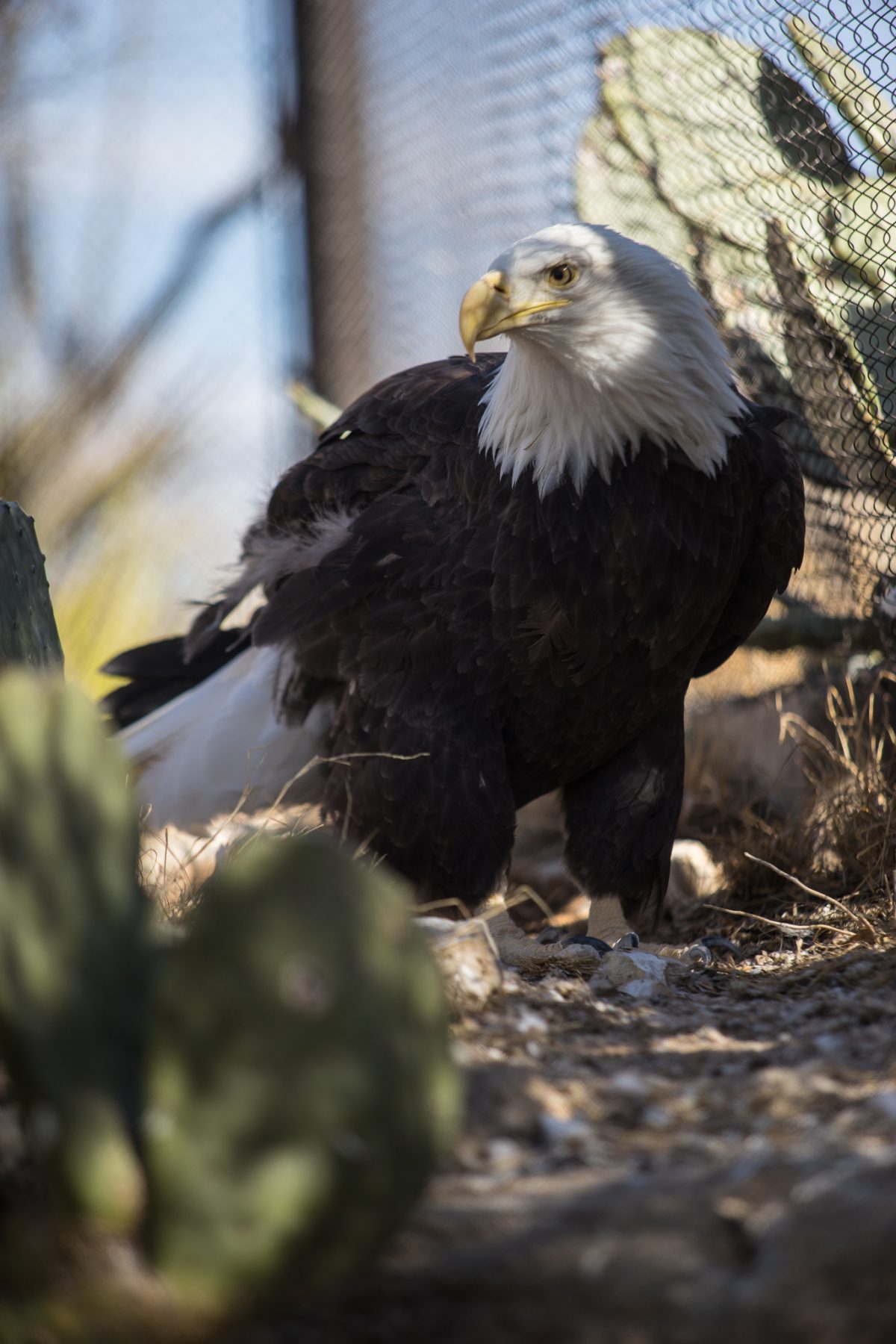 Bald Eagle