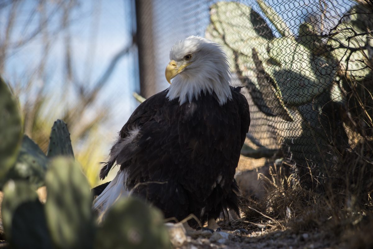 Bald Eagle