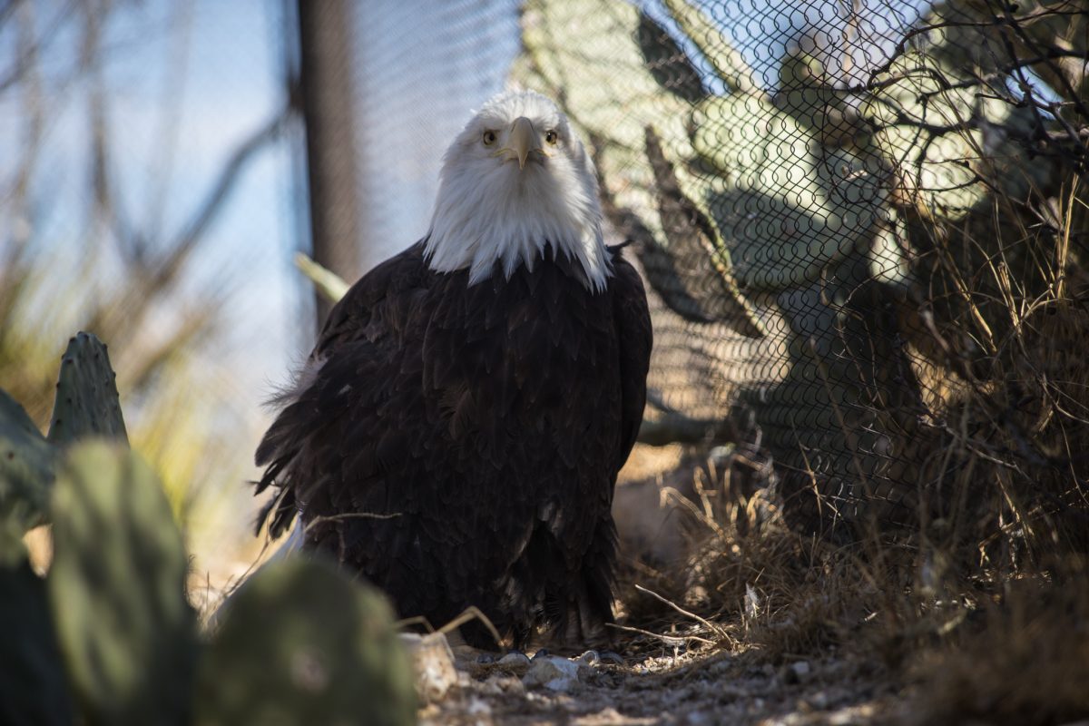 Bald Eagle