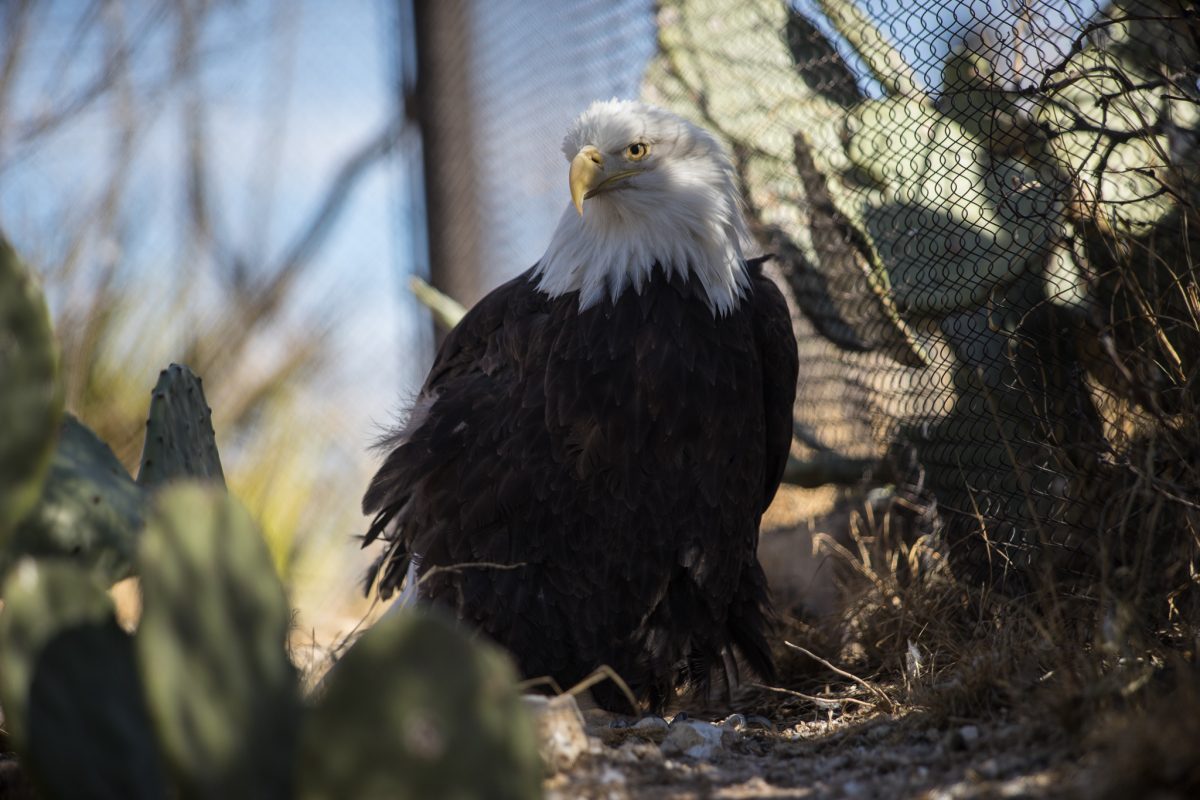 Bald Eagle