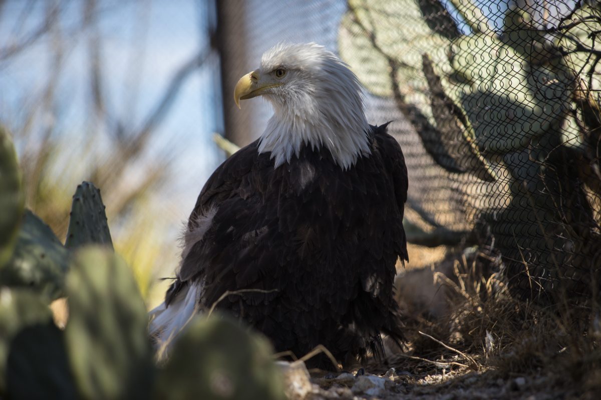 Bald Eagle