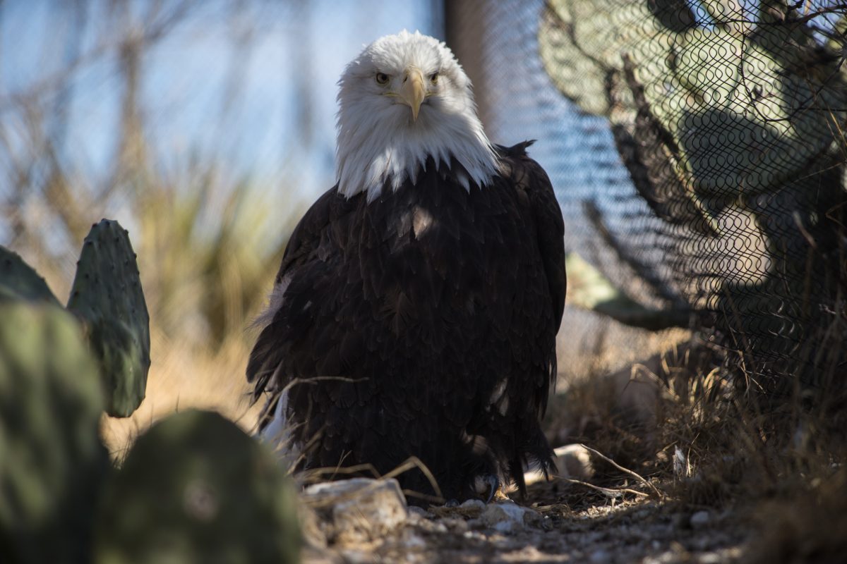 Bald Eagle