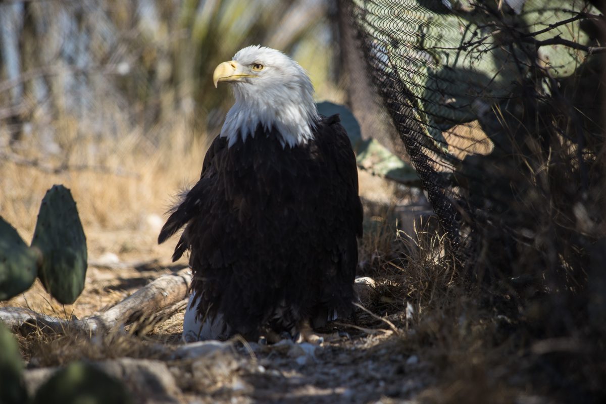 Bald Eagle