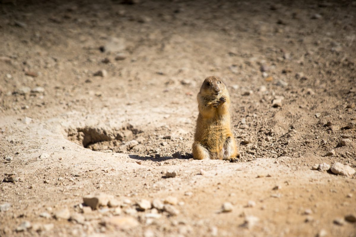 Prairie Dog