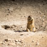 Prairie Dog