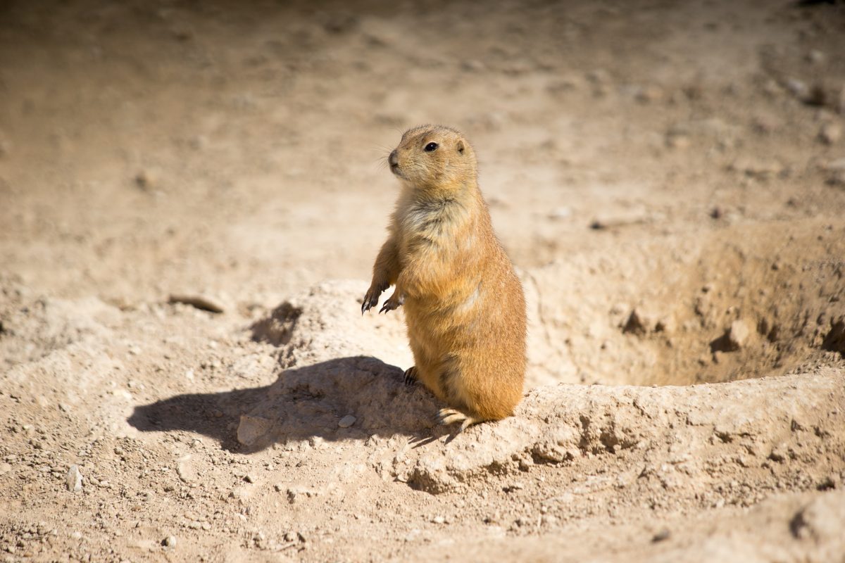 Prairie Dog