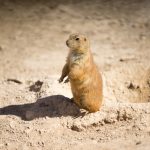 Prairie Dog