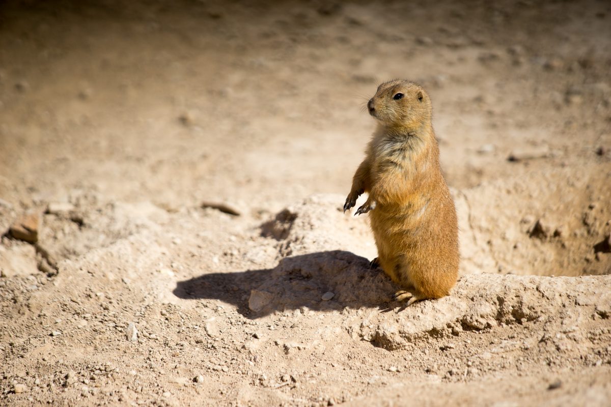 Prairie Dog