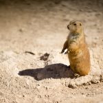 Prairie Dog