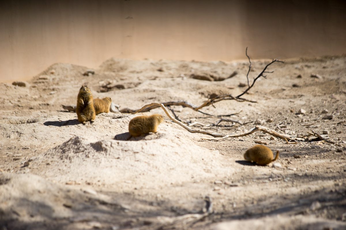 Prairie Dog