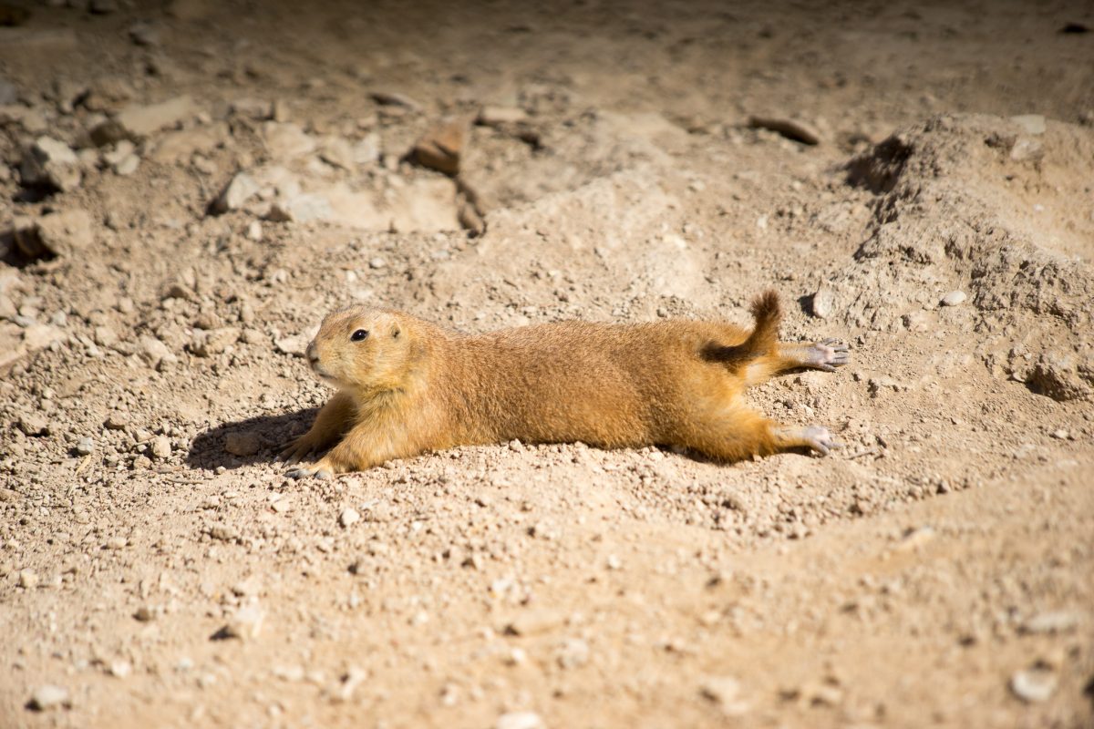 Prairie Dog