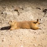 Prairie Dog