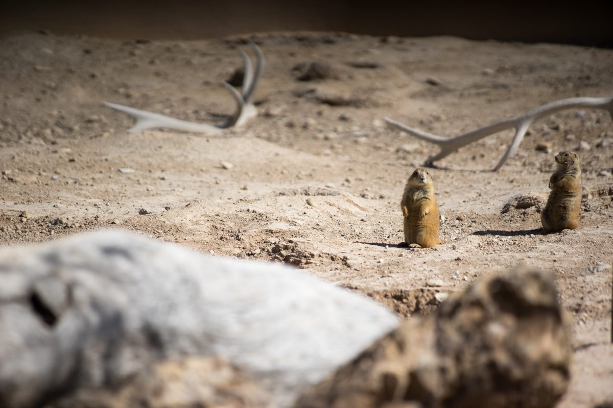 Prairie Dog