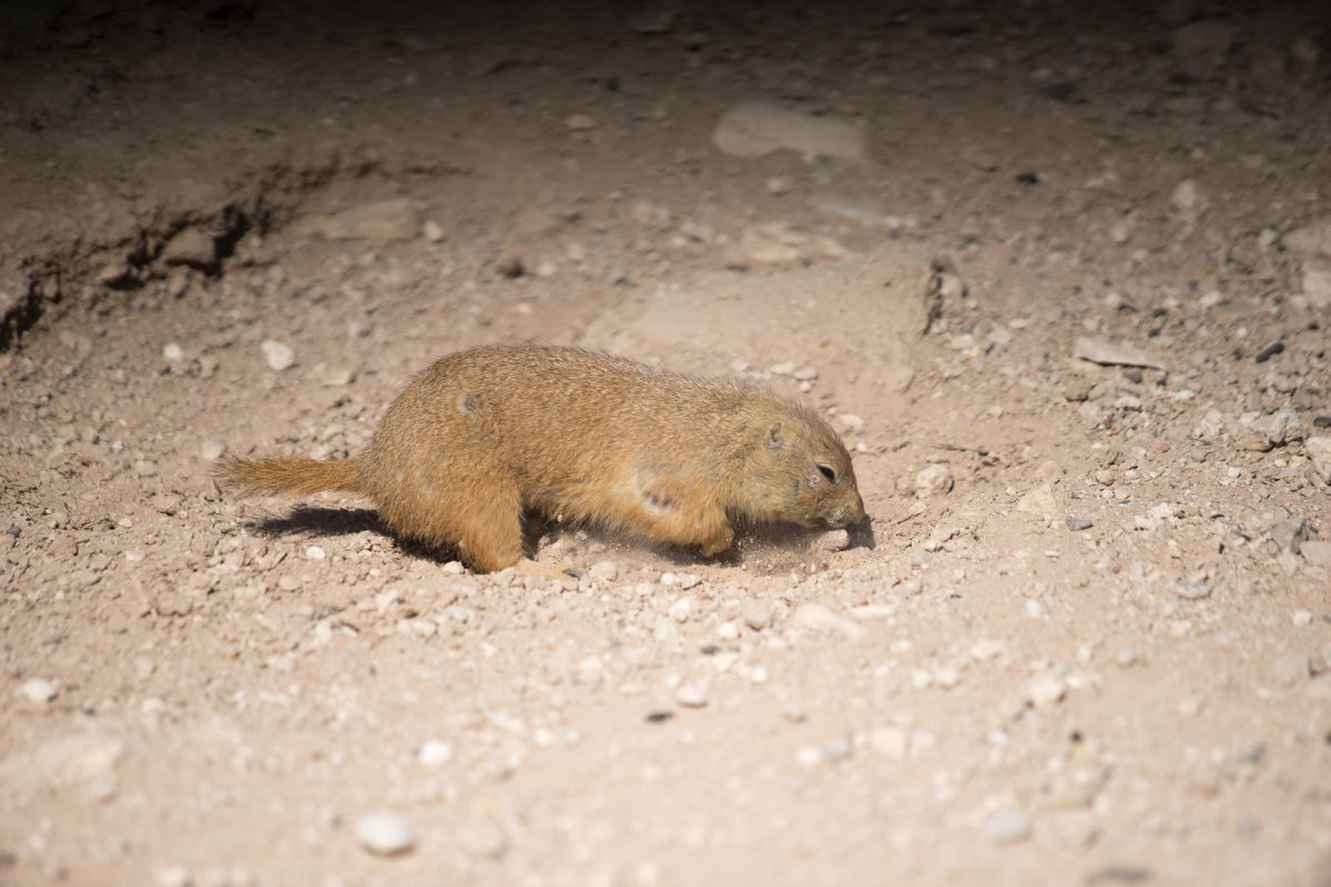 Prairie Dog