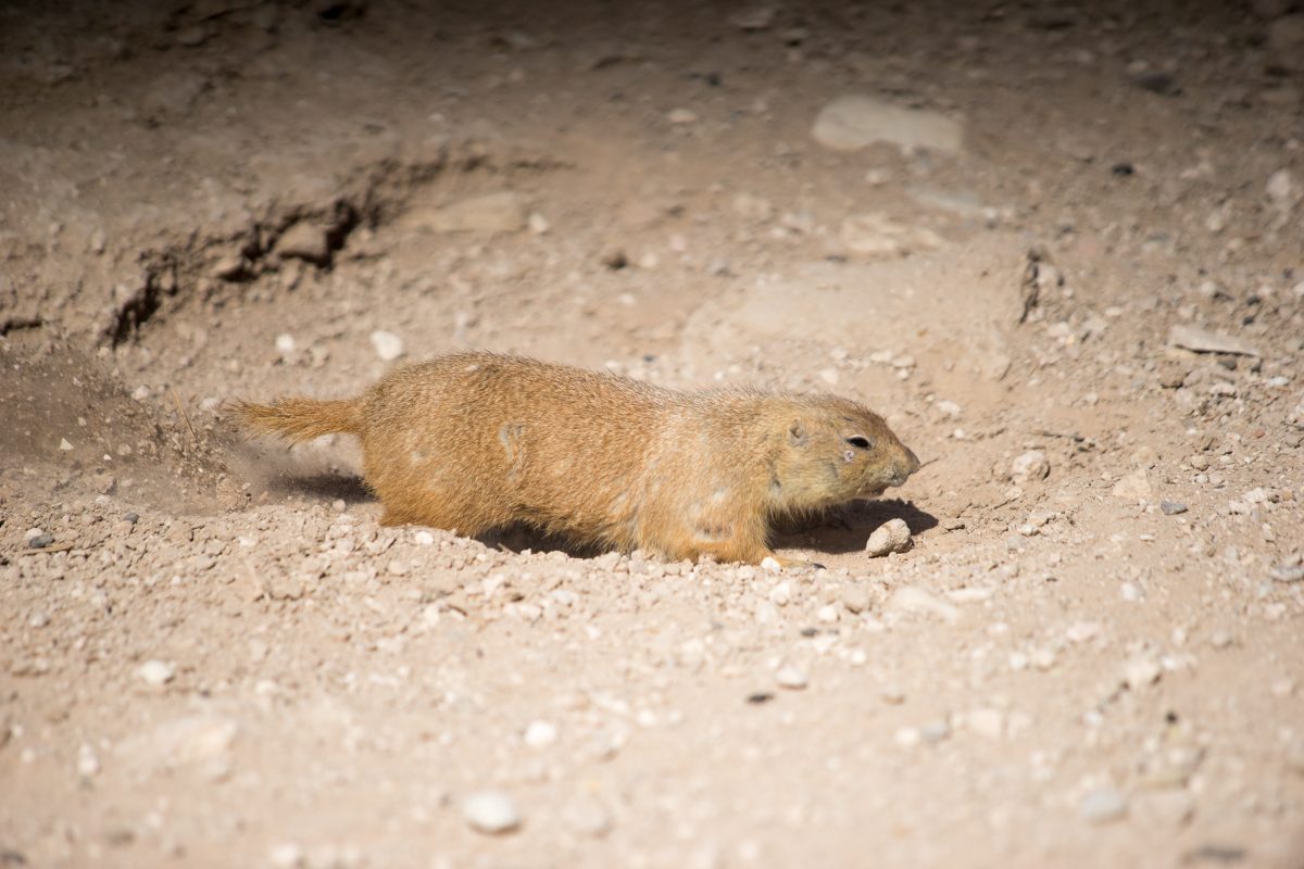 Prairie Dog