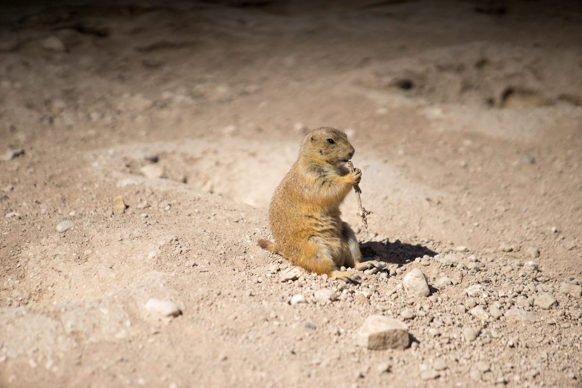 Prairie Dog