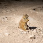 Prairie Dog