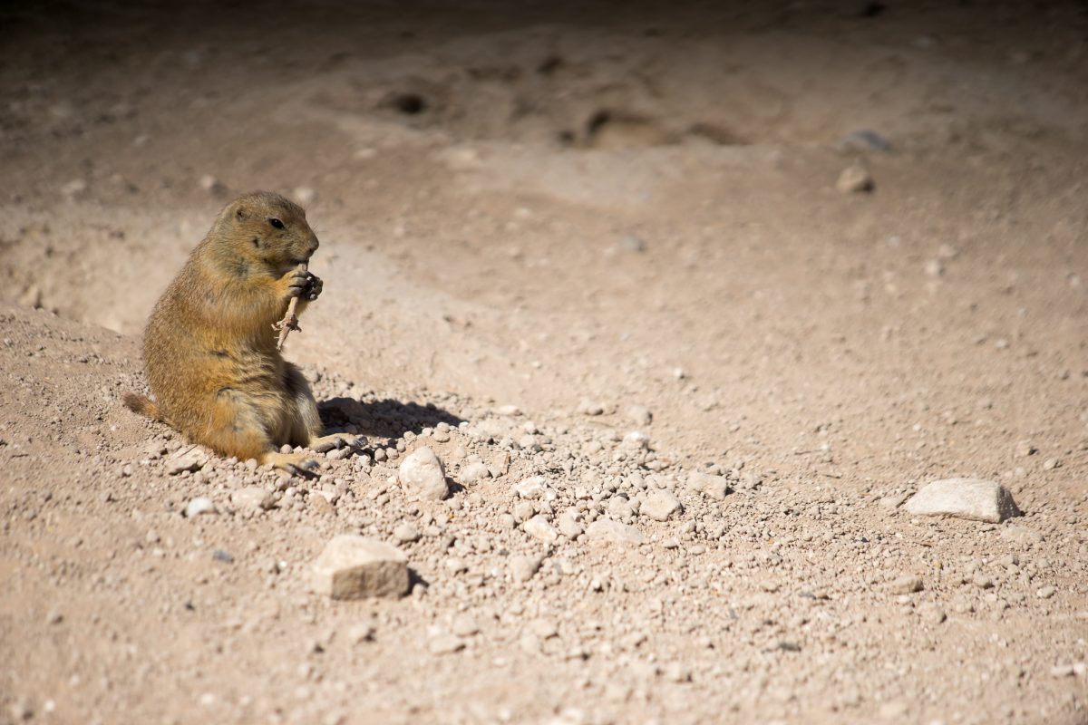 Prairie Dog