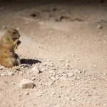 Prairie Dog