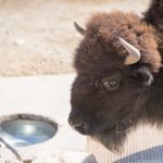 Bison