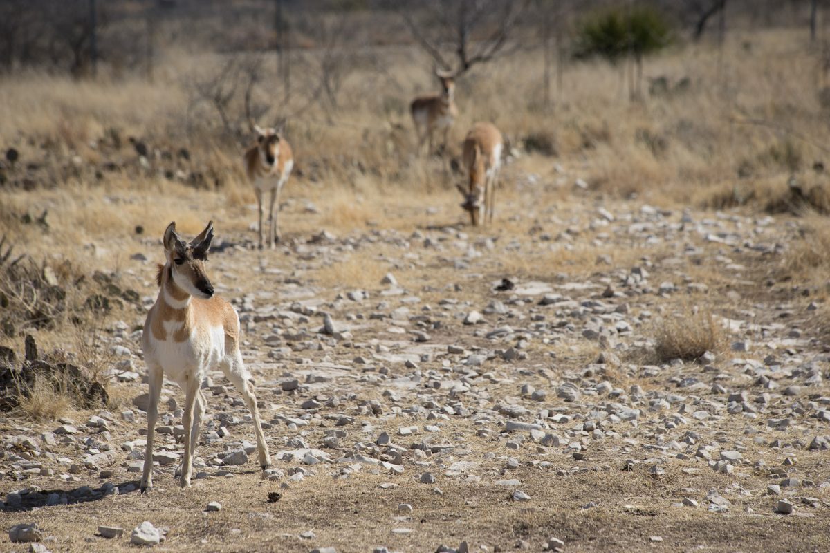 Pronghorn