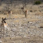 Pronghorn