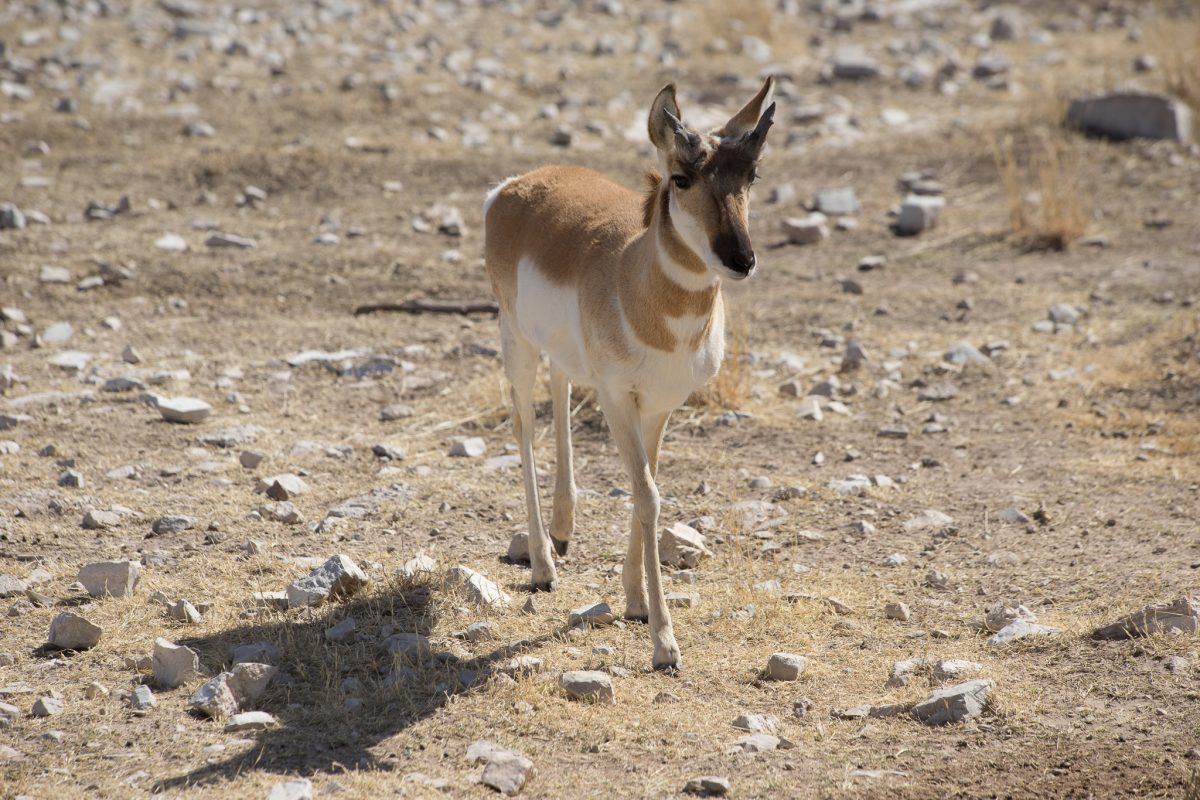 Pronghorn