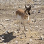 Pronghorn