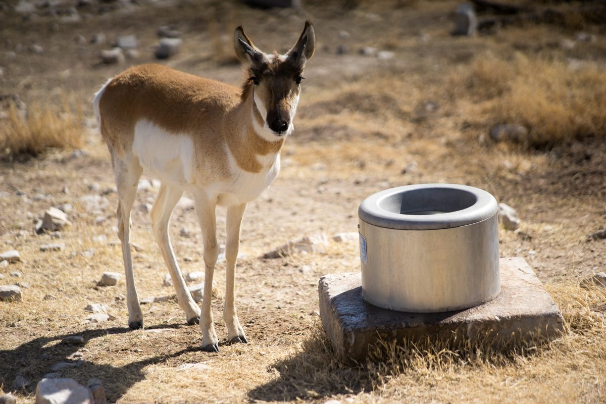 Pronghorn