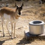 Pronghorn